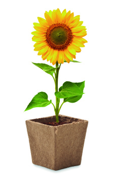 Logotrade Werbeartikel das Foto: Pflanz-Set Sonnenblume