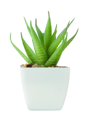 Logotrade reklaamtooted pilt: ARTILOE mini aaloe kunsttaim
