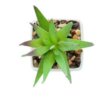 Logotrade reklaamtoote foto: ARTILOE mini aaloe kunsttaim